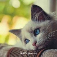 User My